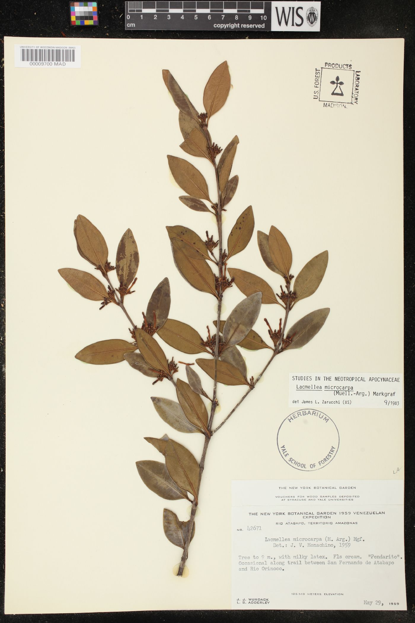 Lacmellea microcarpa image