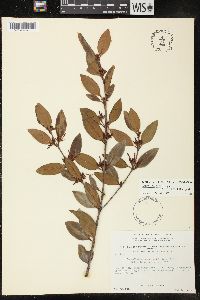 Lacmellea microcarpa image