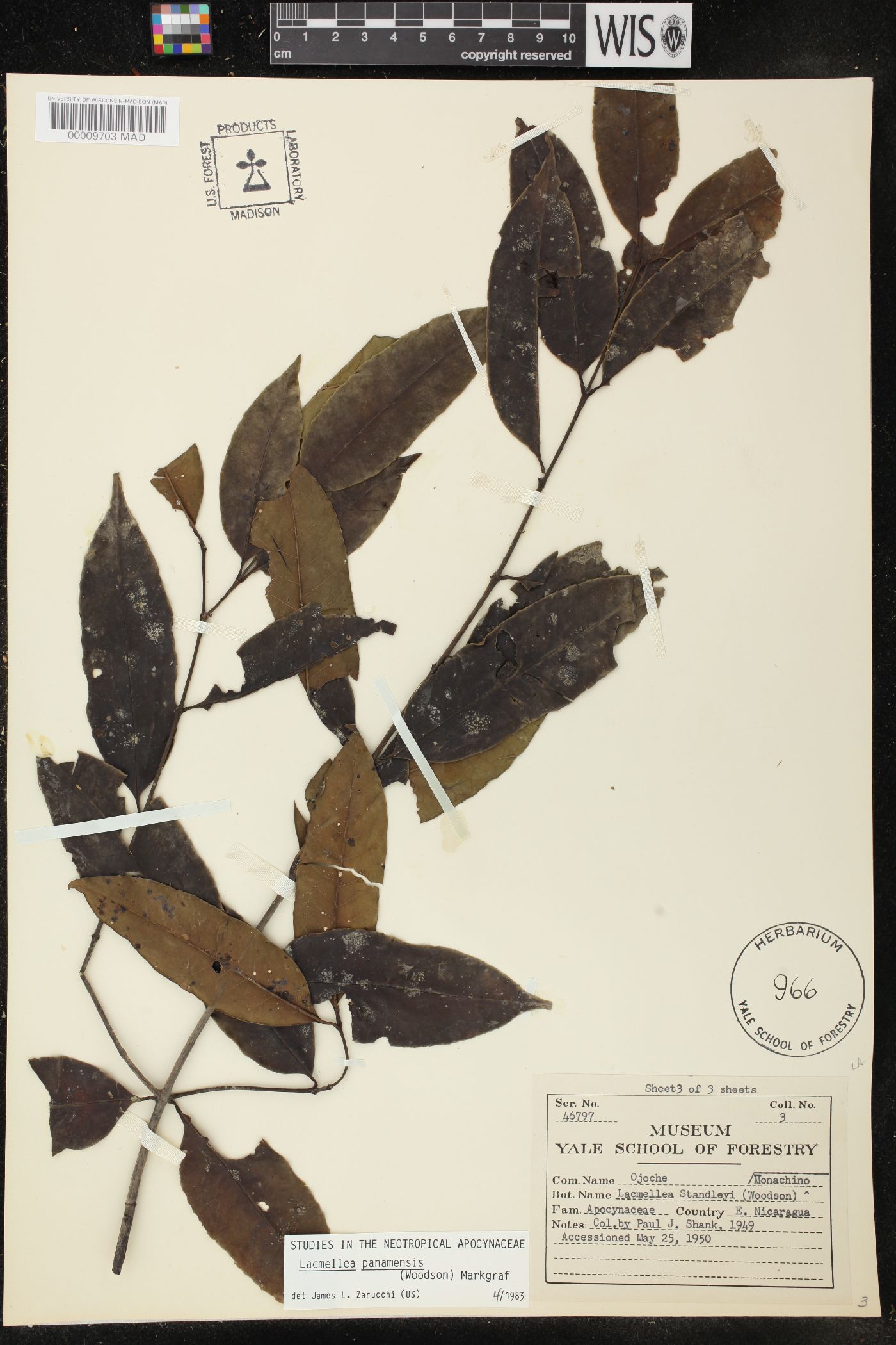 Lacmellea panamensis image