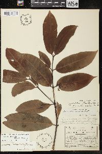 Lacmellea standleyi image