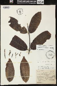 Lacmellea standleyi image