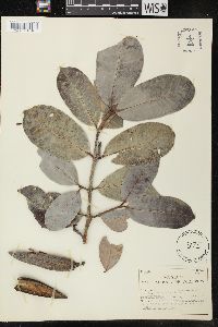 Mascarenhasia arborescens image