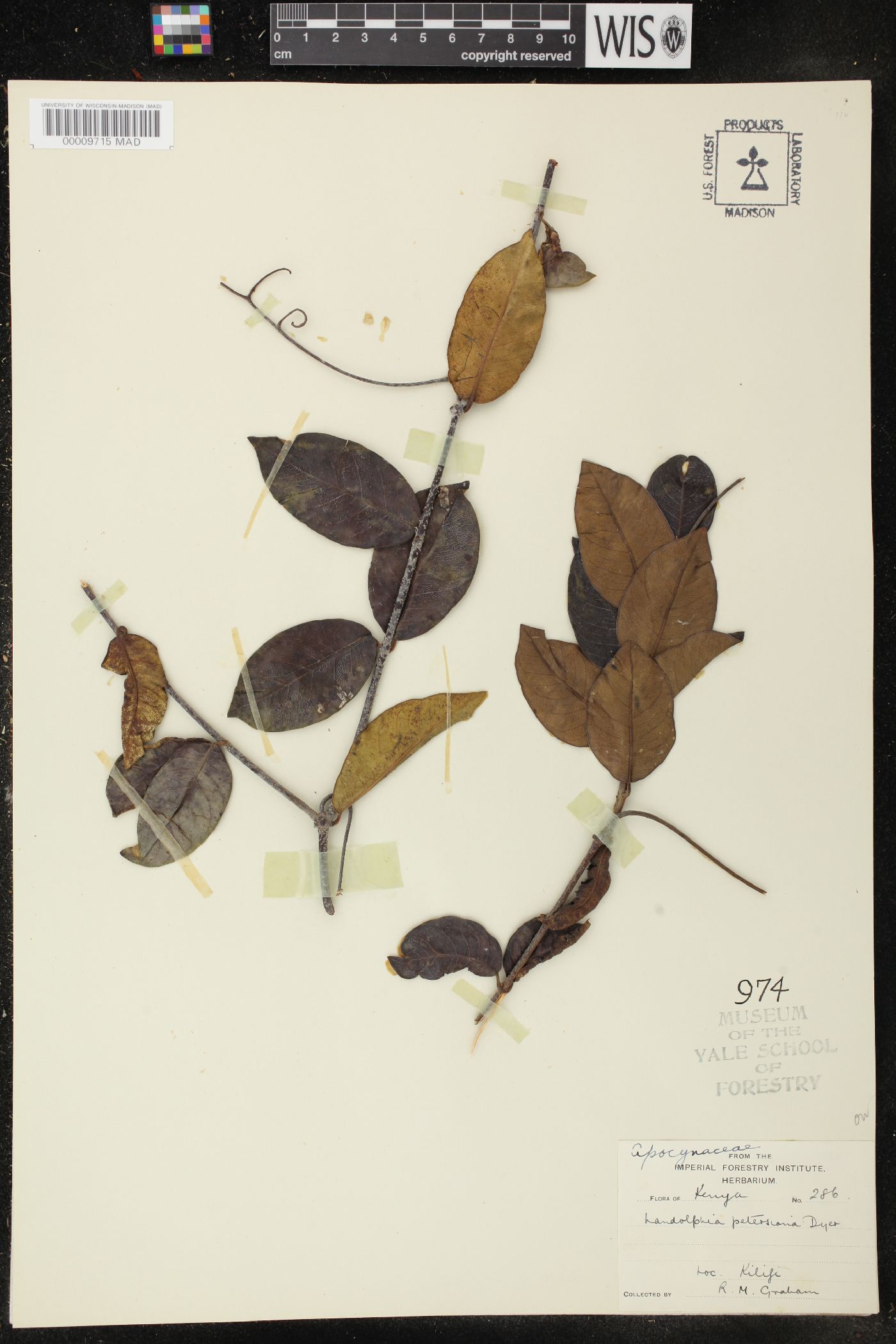 Landolphia petersiana image