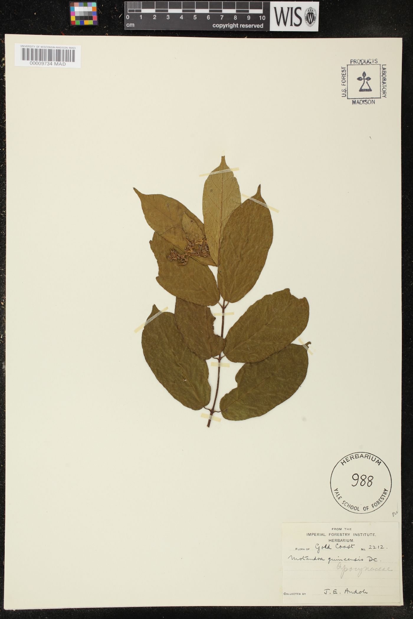 Motandra guineensis image
