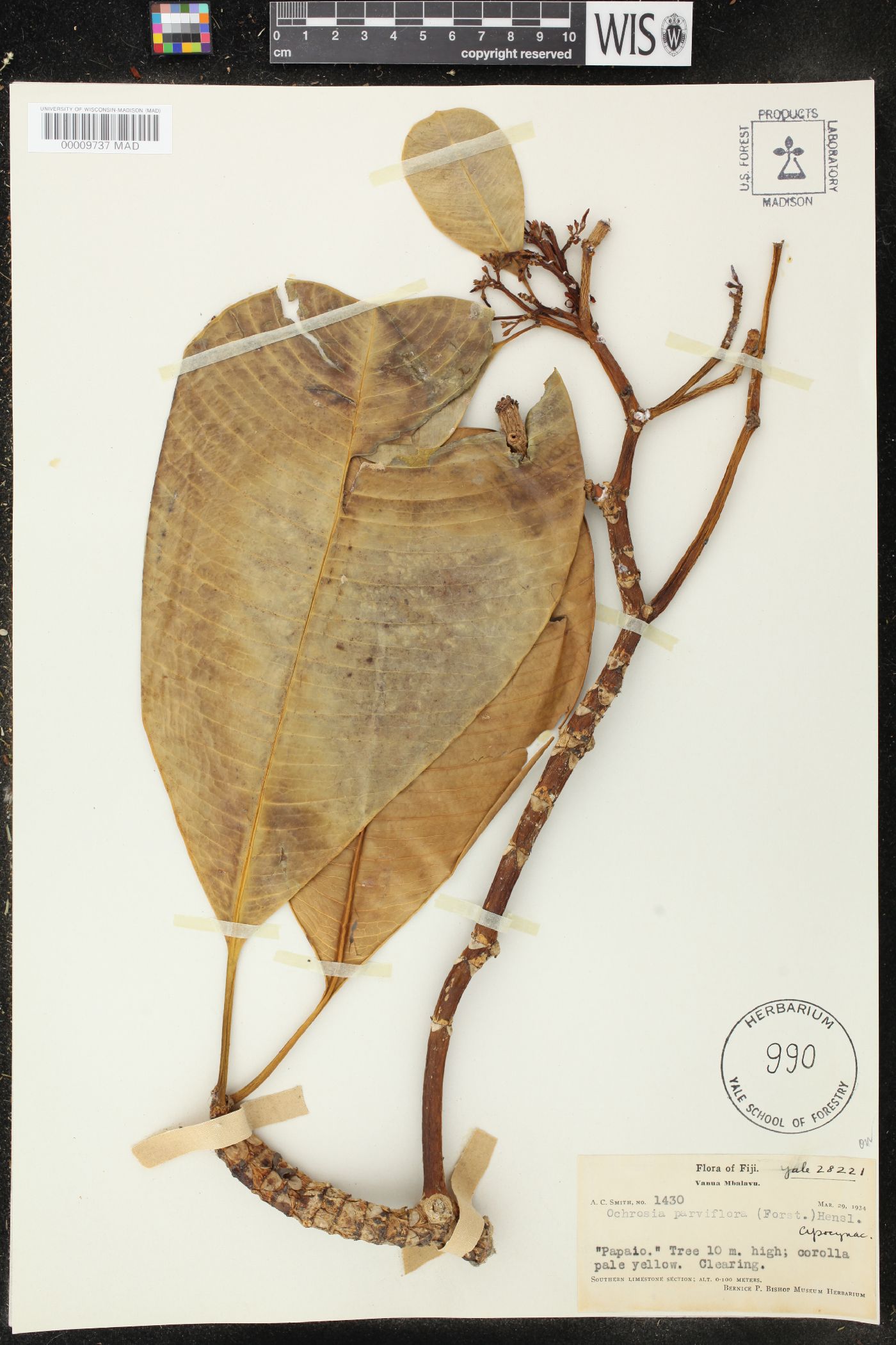 Ochrosia parviflora image