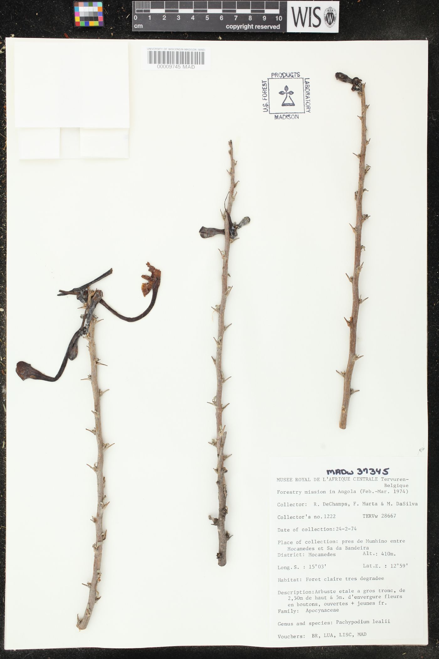 Pachypodium lealii image