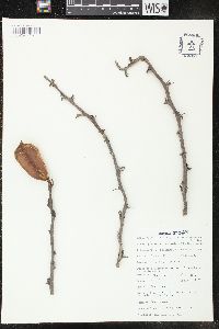 Pachypodium lealii image