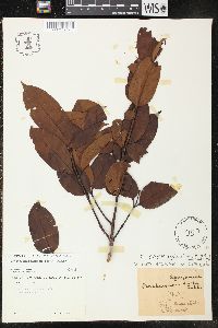 Parahancornia fasciculata image