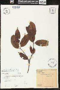 Parahancornia fasciculata image