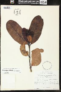 Media resource of Parahancornia oblonga
