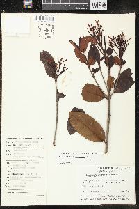 Parahancornia peruviana image