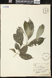 Tabernaemontana arborea image