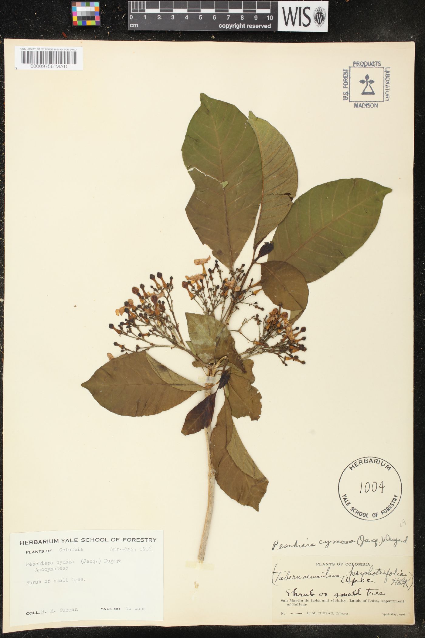 Peschiera cymosa image