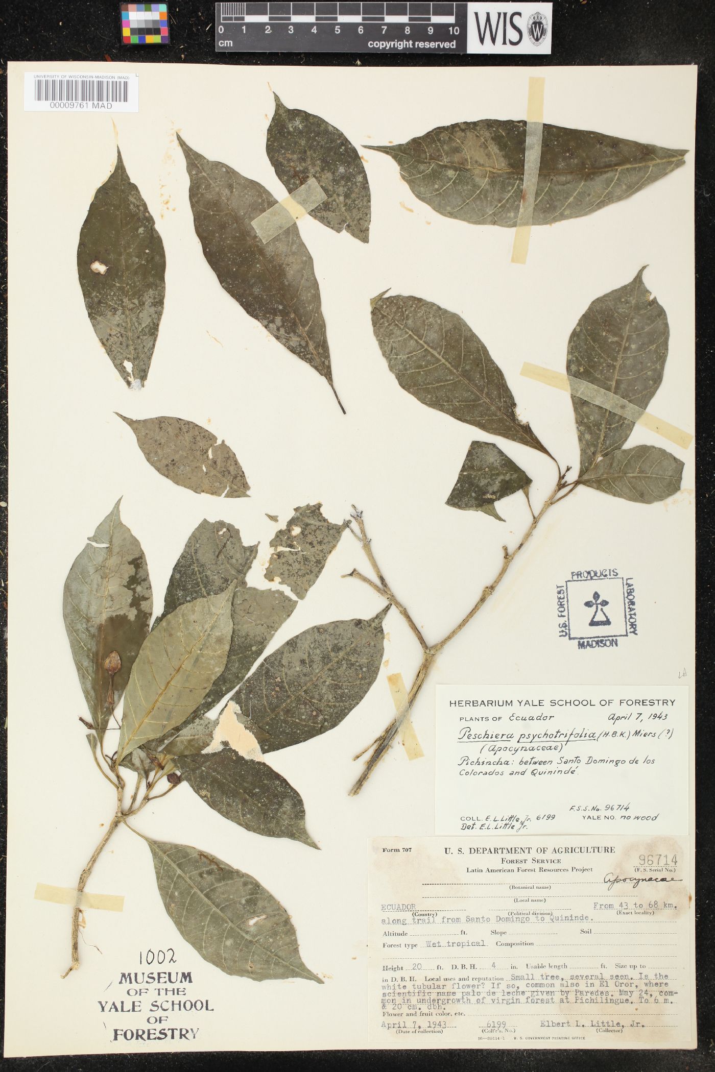 Peschiera psychotriifolia image