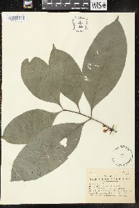 Pleiocarpa mutica image
