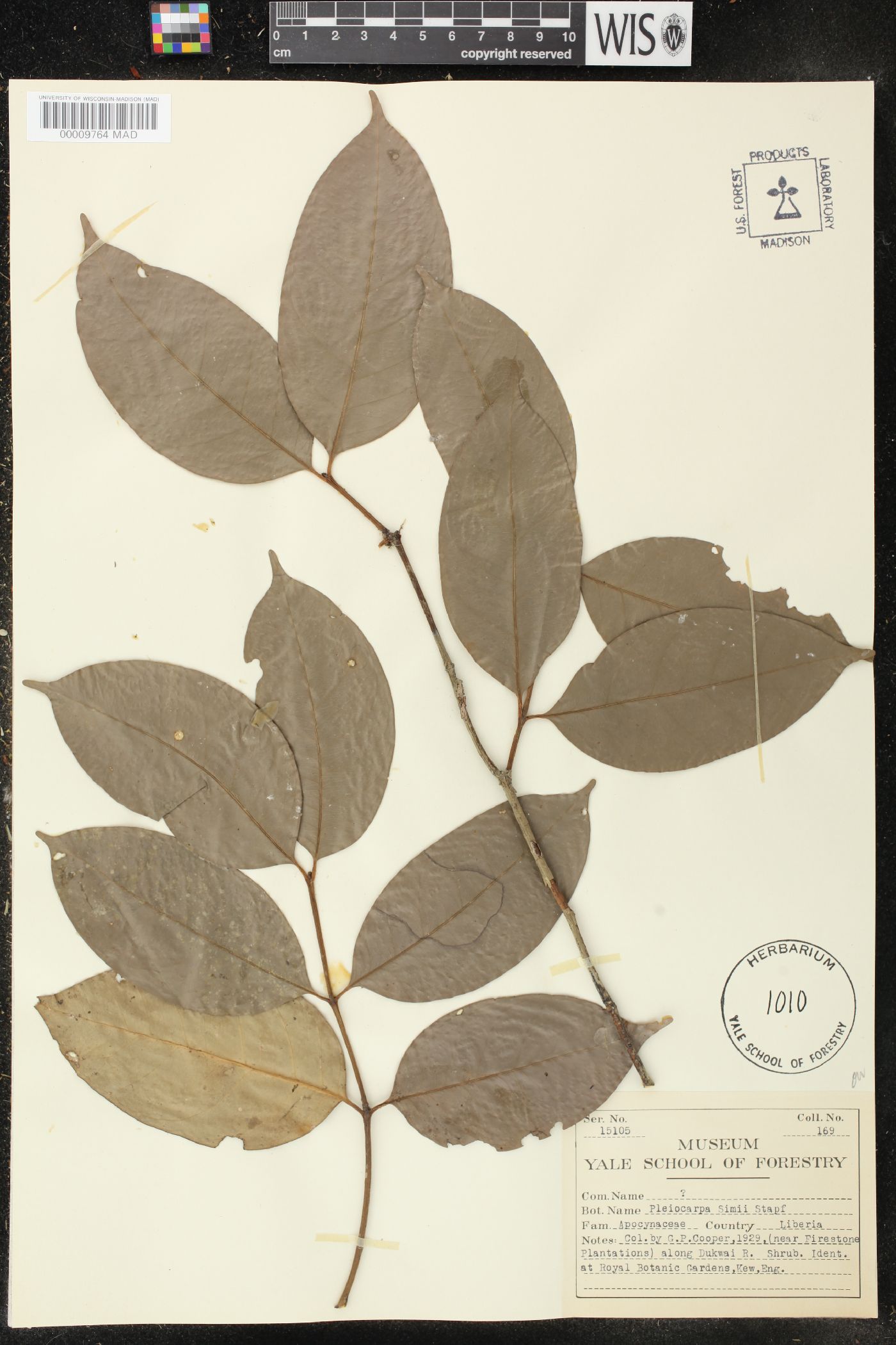 Pleiocarpa simii image