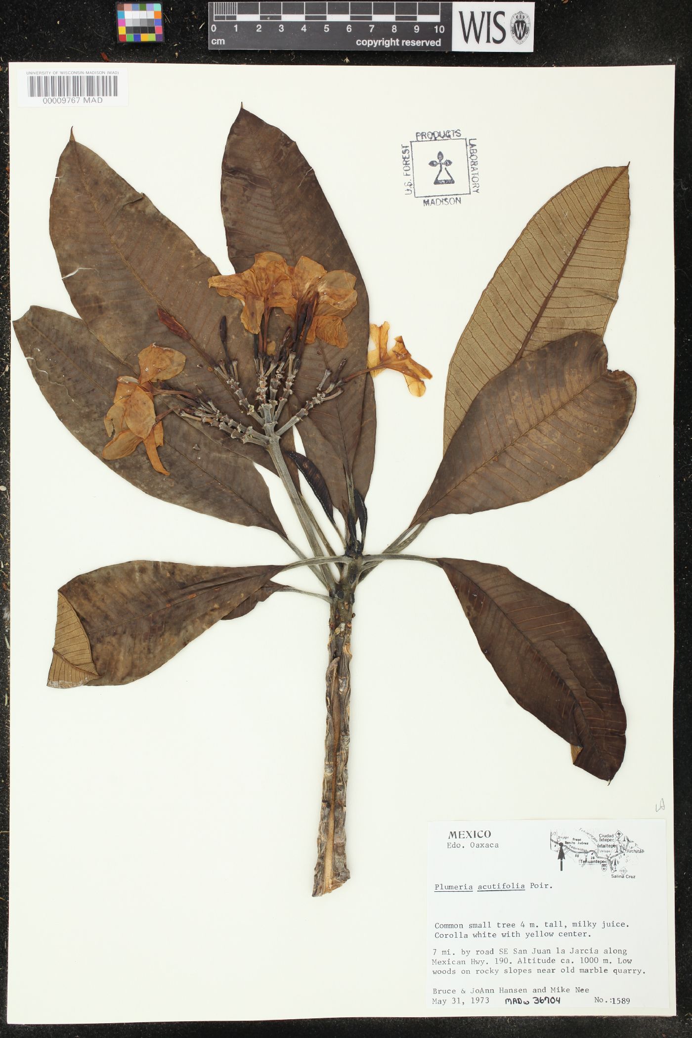 Plumeria acutifolia image