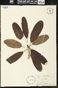 Plumeria alba image