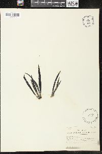 Plumeria alba image