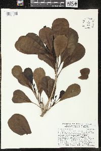 Plumeria obtusa var. obtusa image