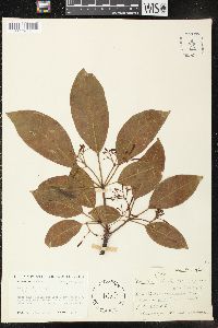 Rauvolfia pentaphylla image