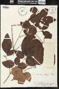 Image of Rauvolfia paucifolia
