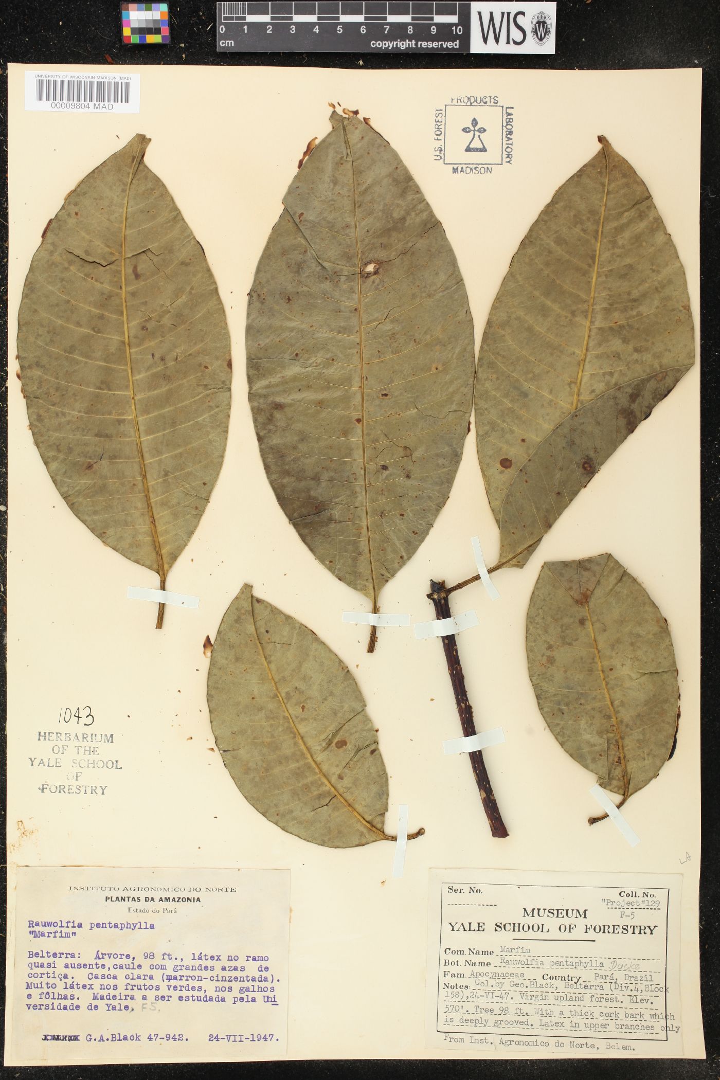 Rauvolfia pentaphylla image