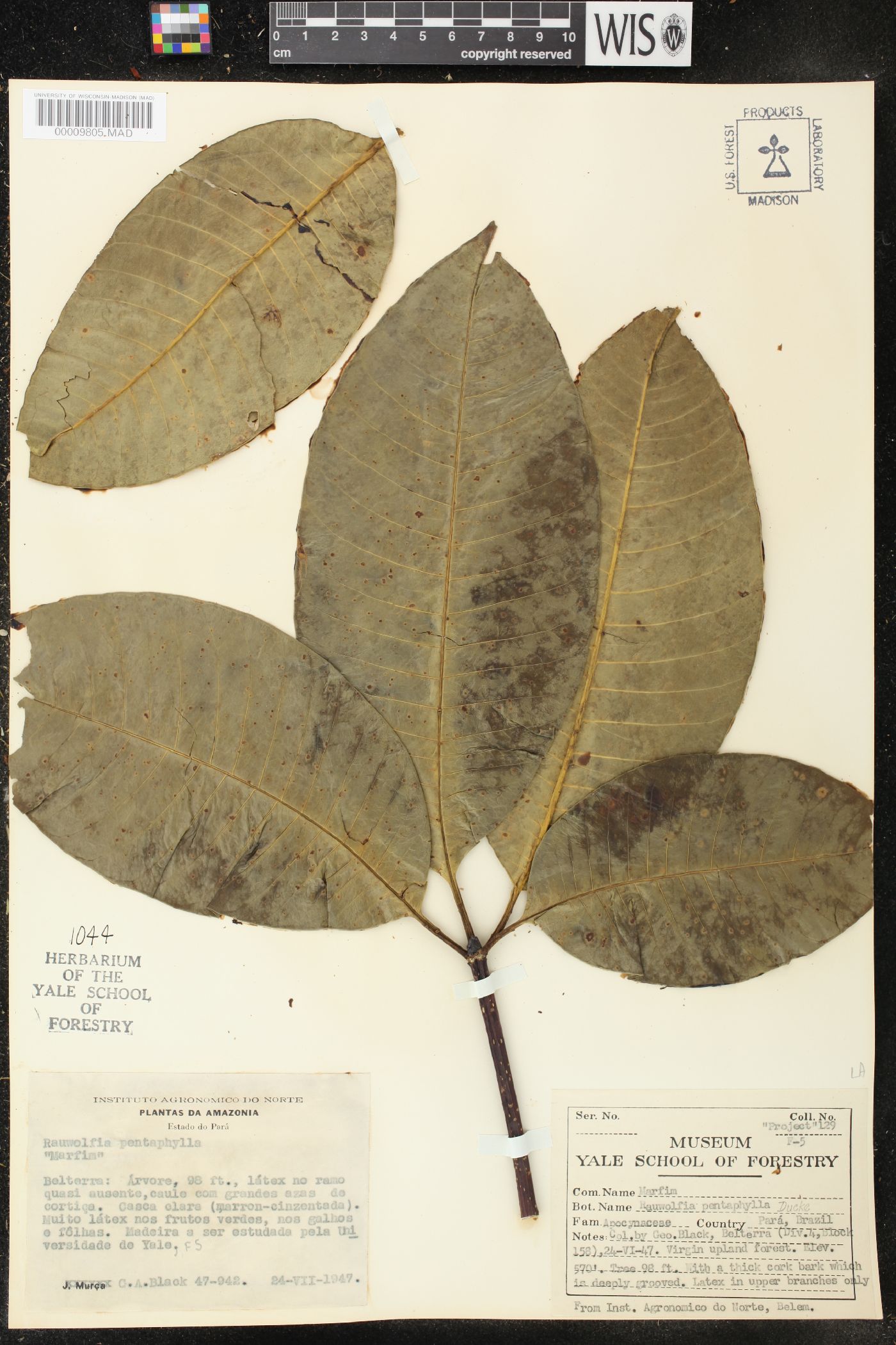Rauvolfia pentaphylla image