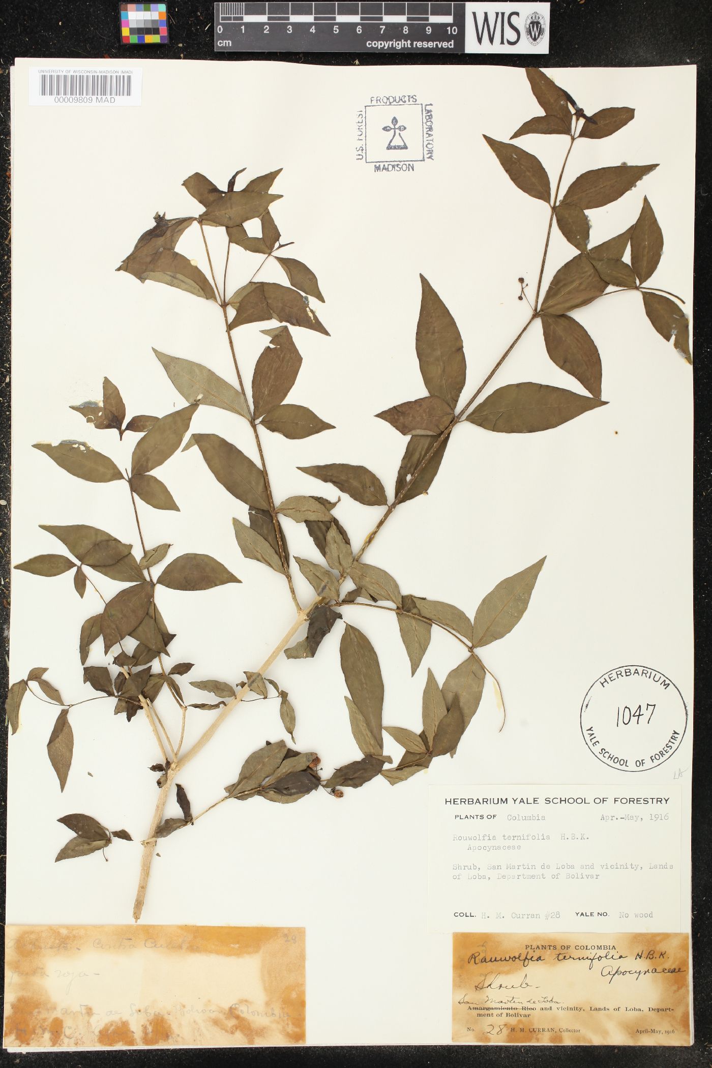 Rauvolfia ligustrina image