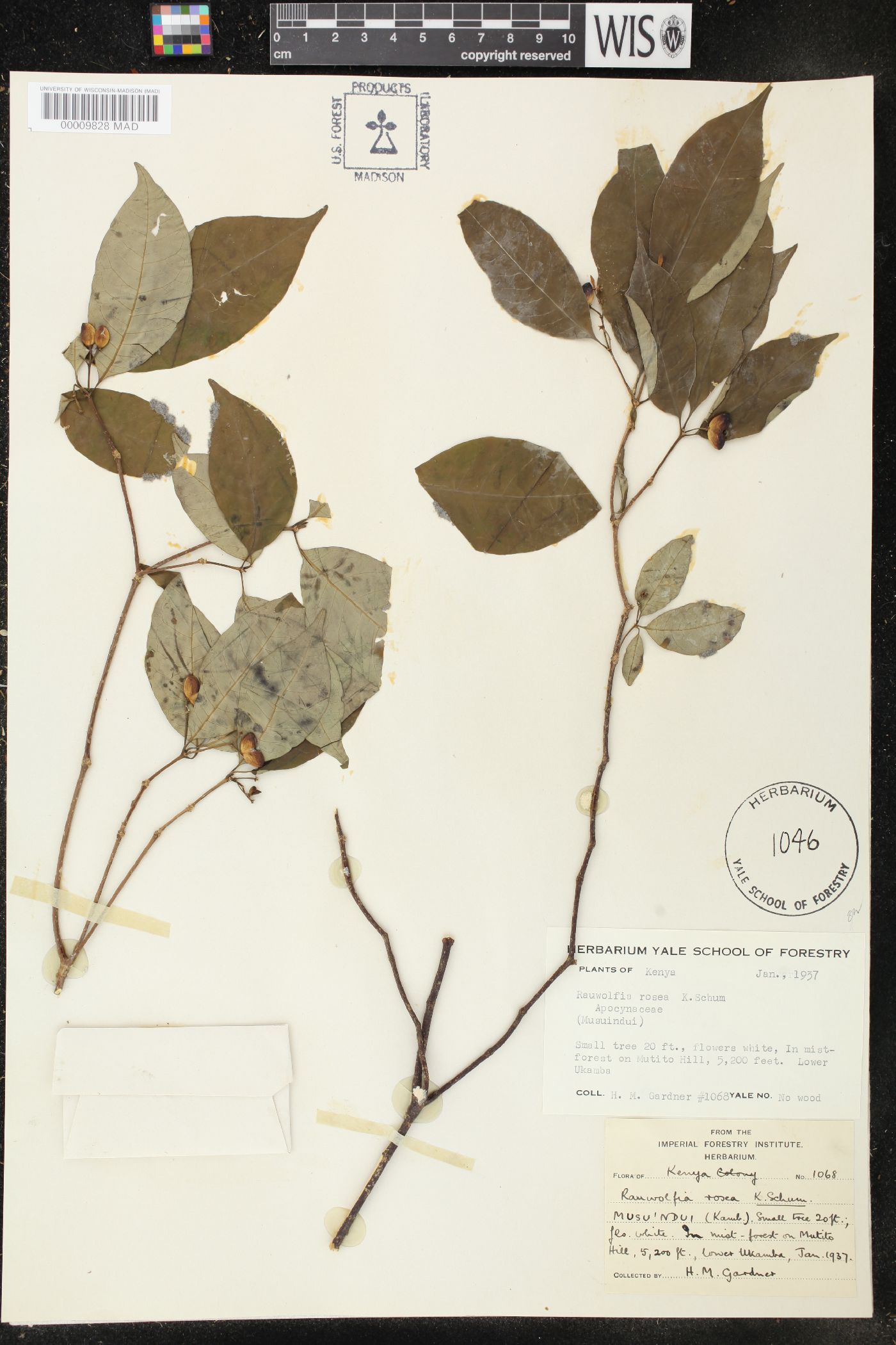 Rauvolfia mannii image