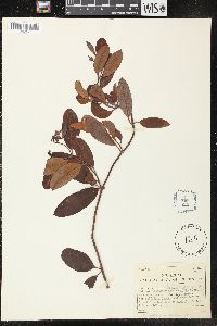 Rhabdadenia biflora image