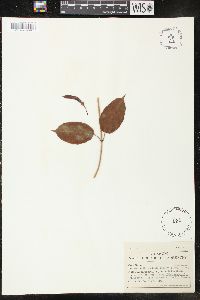 Rhabdadenia biflora image