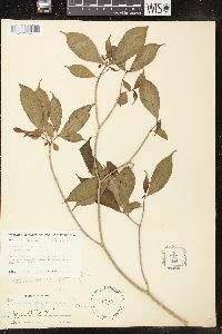 Stemmadenia grandiflora image