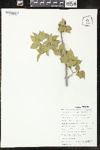 Image of Strophanthus amboensis