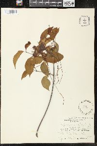 Strophanthus petersianus image