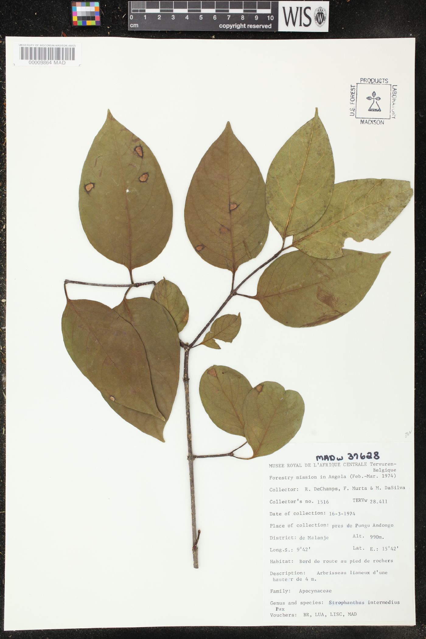 Strophanthus amboensis image