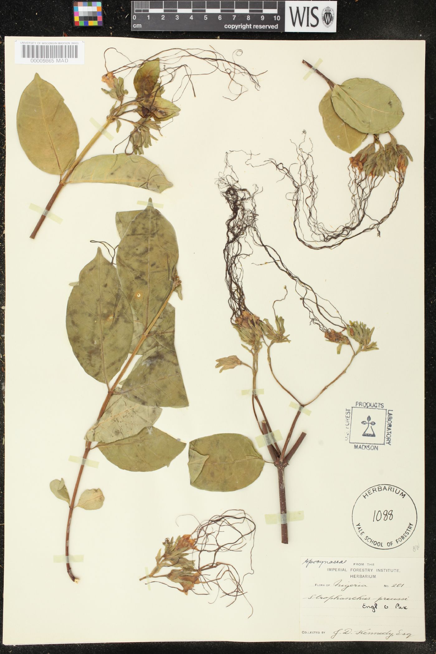 Strophanthus preussii image