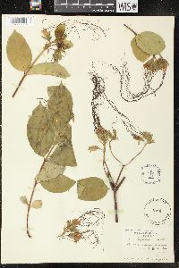 Strophanthus preussii image