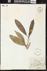 Tabernaemontana citrifolia image