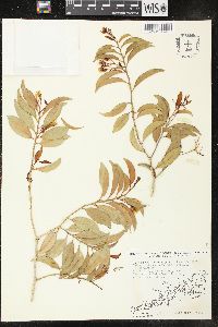 Vallesia glabra image