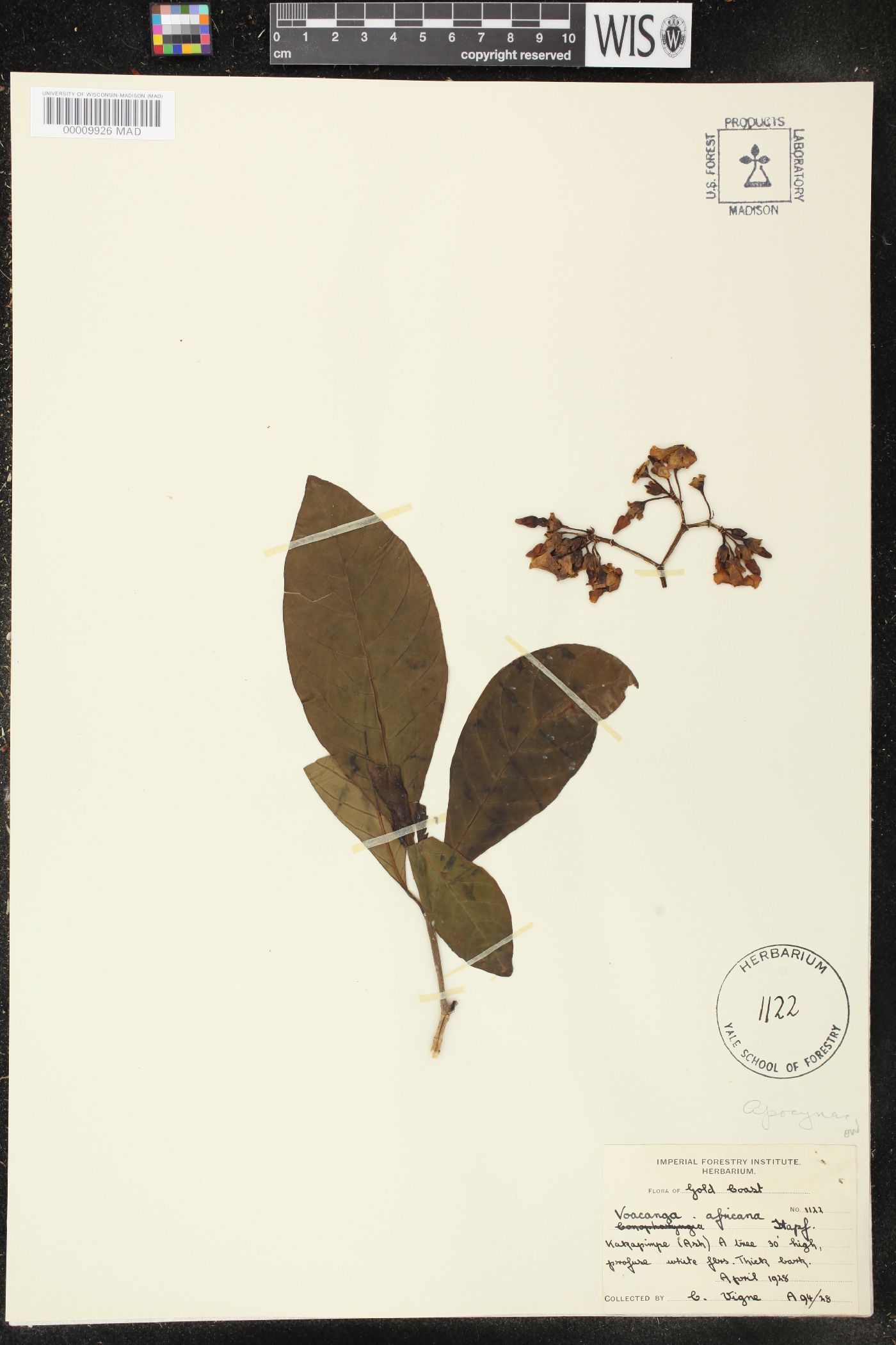 Voacanga africana image