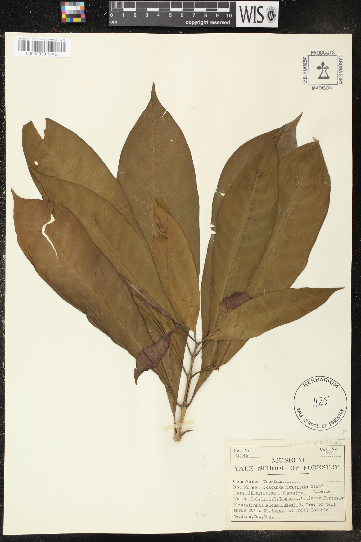 Voacanga bracteata image