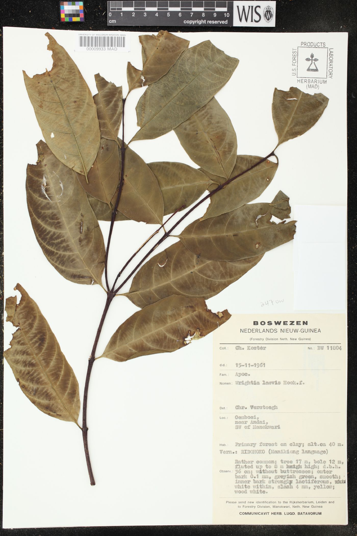 Wrightia laevis image