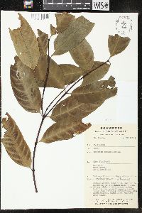 Wrightia laevis image