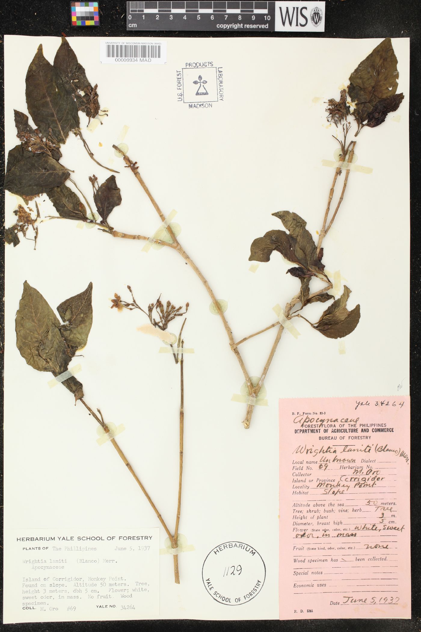 Wrightia pubescens image