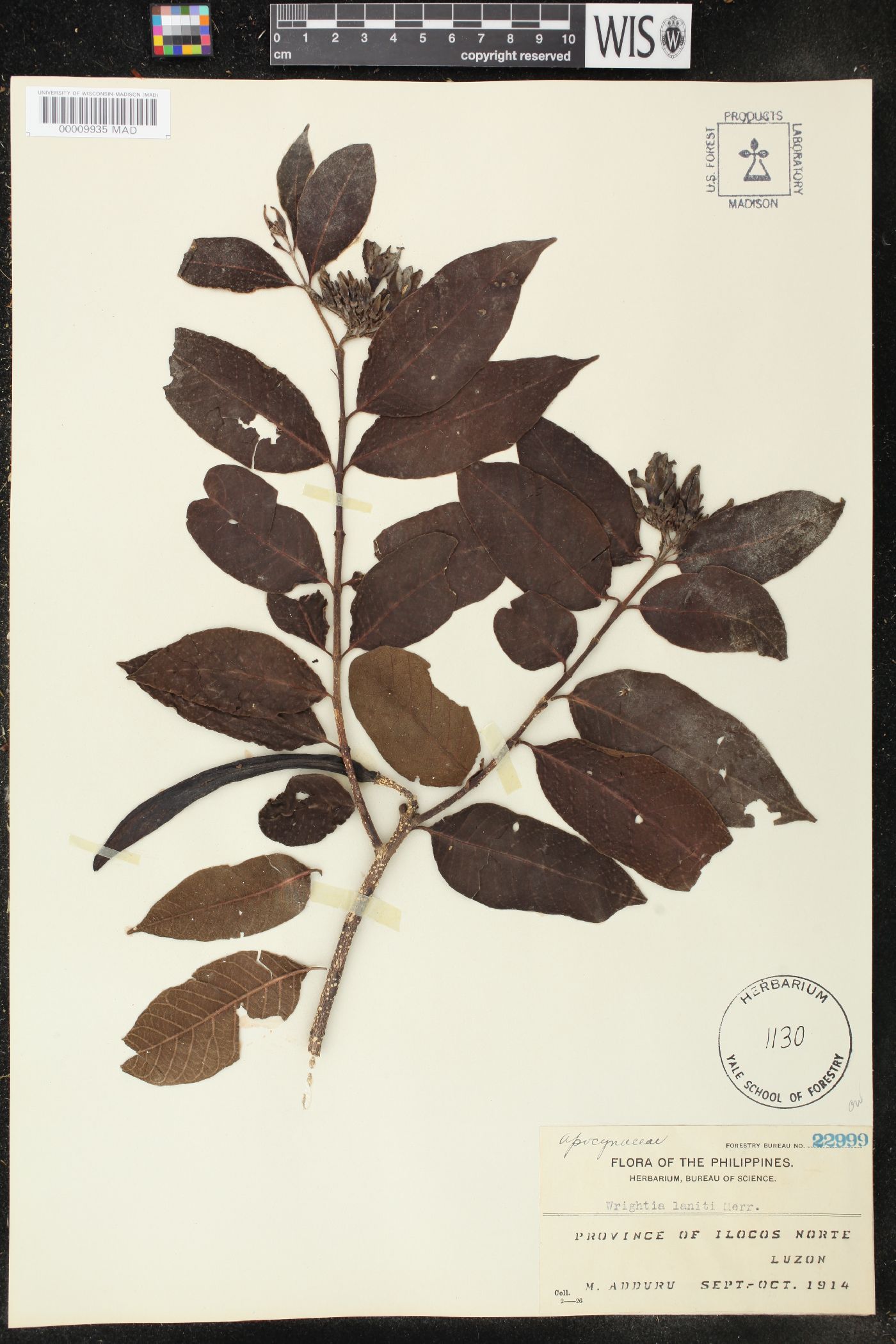 Wrightia pubescens image