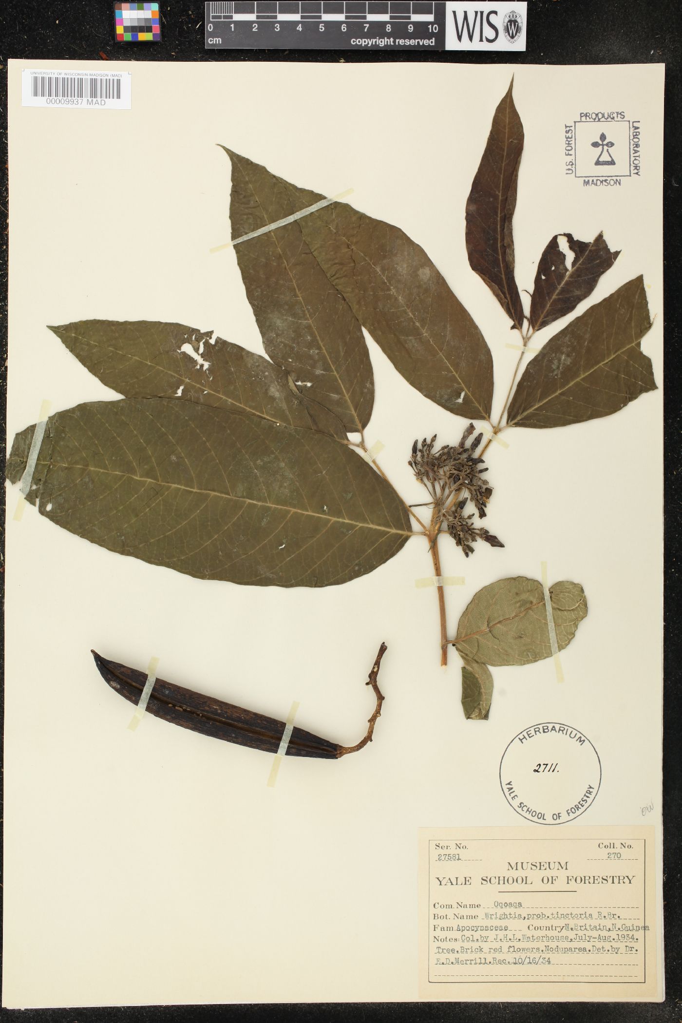 Wrightia image