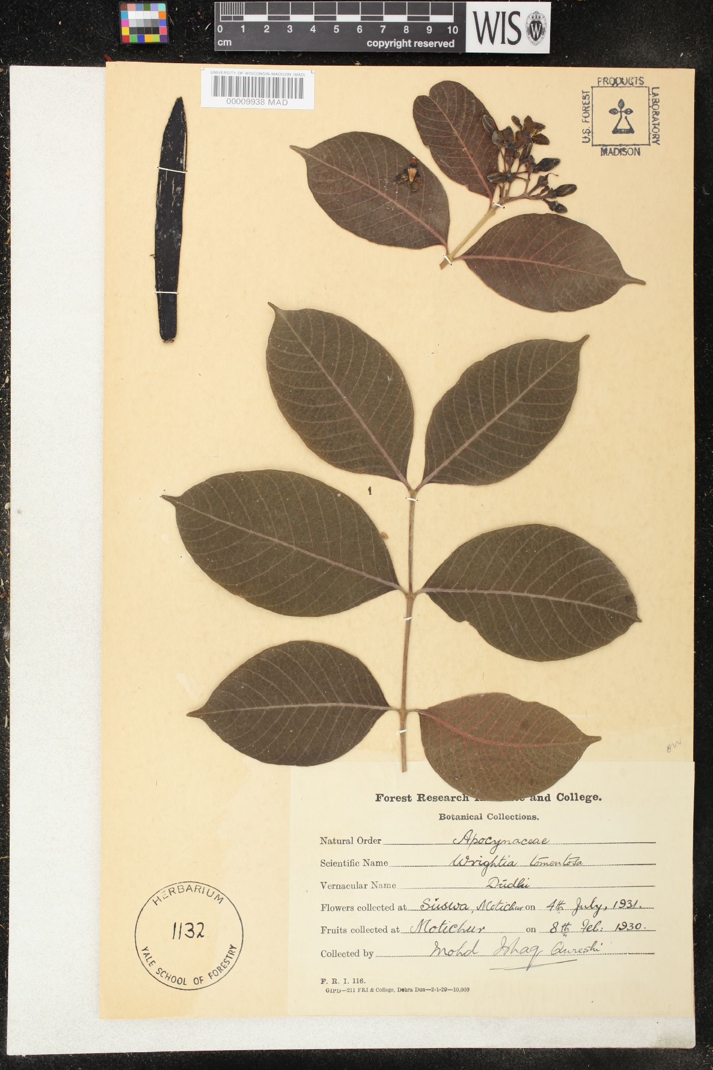 Wrightia arborea image