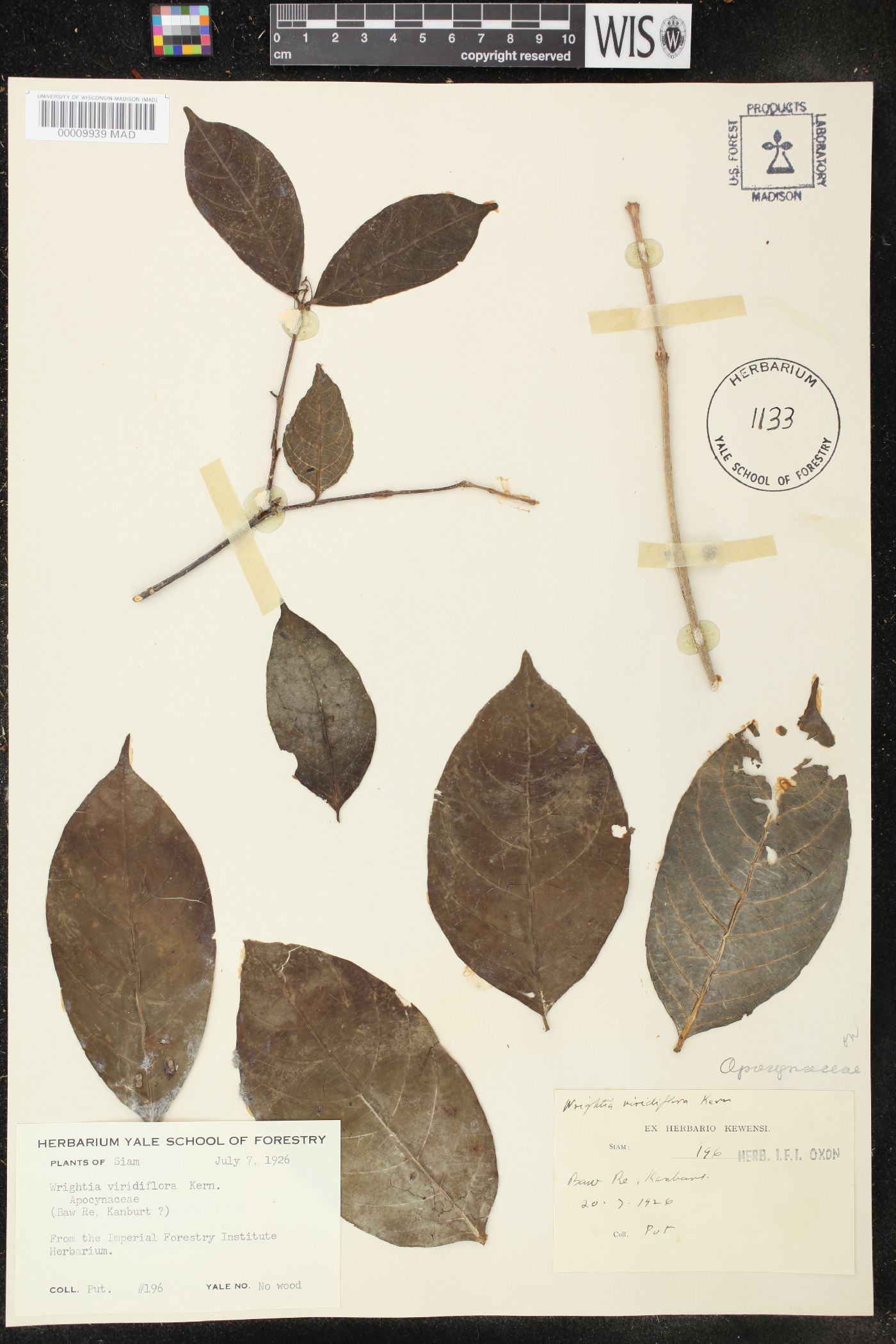 Wrightia viridiflora image