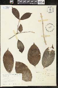 Image of Wrightia viridiflora
